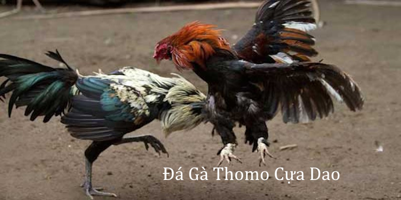 Đá gà Thomo cựa dao là những trận đấu chuyên nghiệp, hấp dẫn