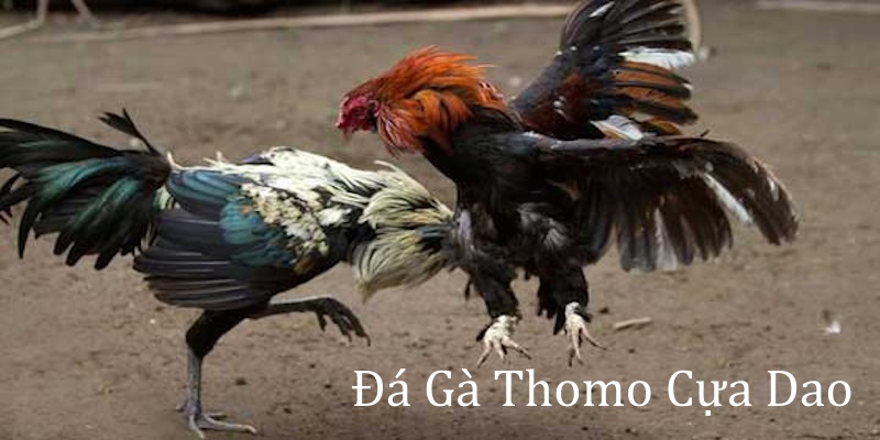 Đá gà Thomo cựa dao