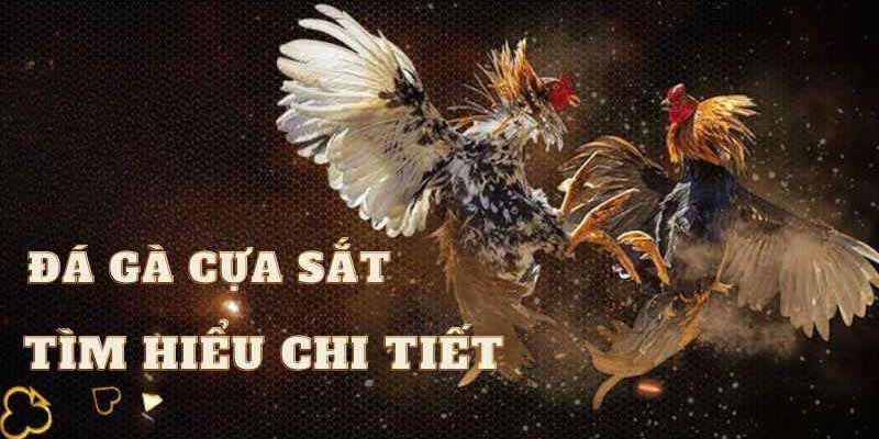 khám phá đá gà cựa sắt